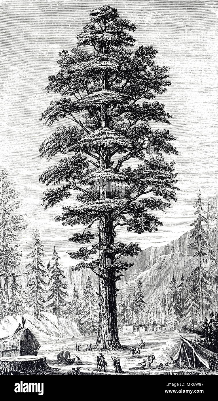 Incisione raffigurante un Sequoiadendron giganteum, noto anche come sequoia gigante, Sierra redwood, Sierran redwood, Wellingtonia o semplicemente grande albero. Datata del XIX secolo Foto Stock