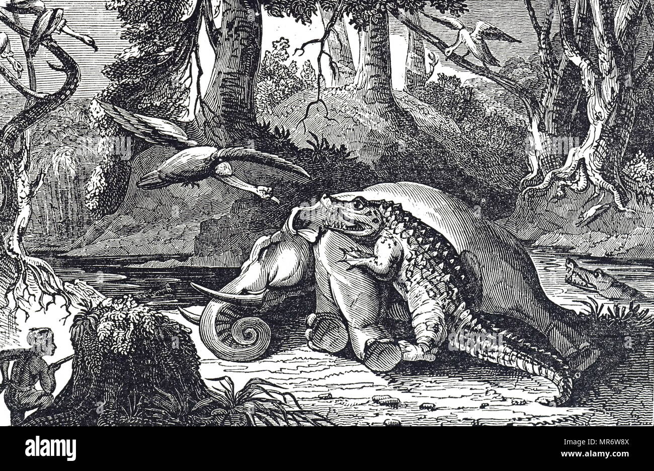 Incisione raffigurante un alligatore a mangiare la carcassa di un elefante morto. Datata del XIX secolo Foto Stock