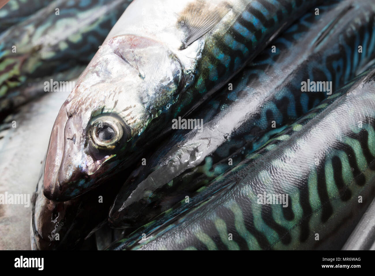 Sgombri freschi pescati a riva la pesca da Chesil Beach in Inghilterra Dorset Regno Unito GB. È di vitale importanza che appena pescato sgombri sono tenuti al fresco come essendo fi oleoso Foto Stock