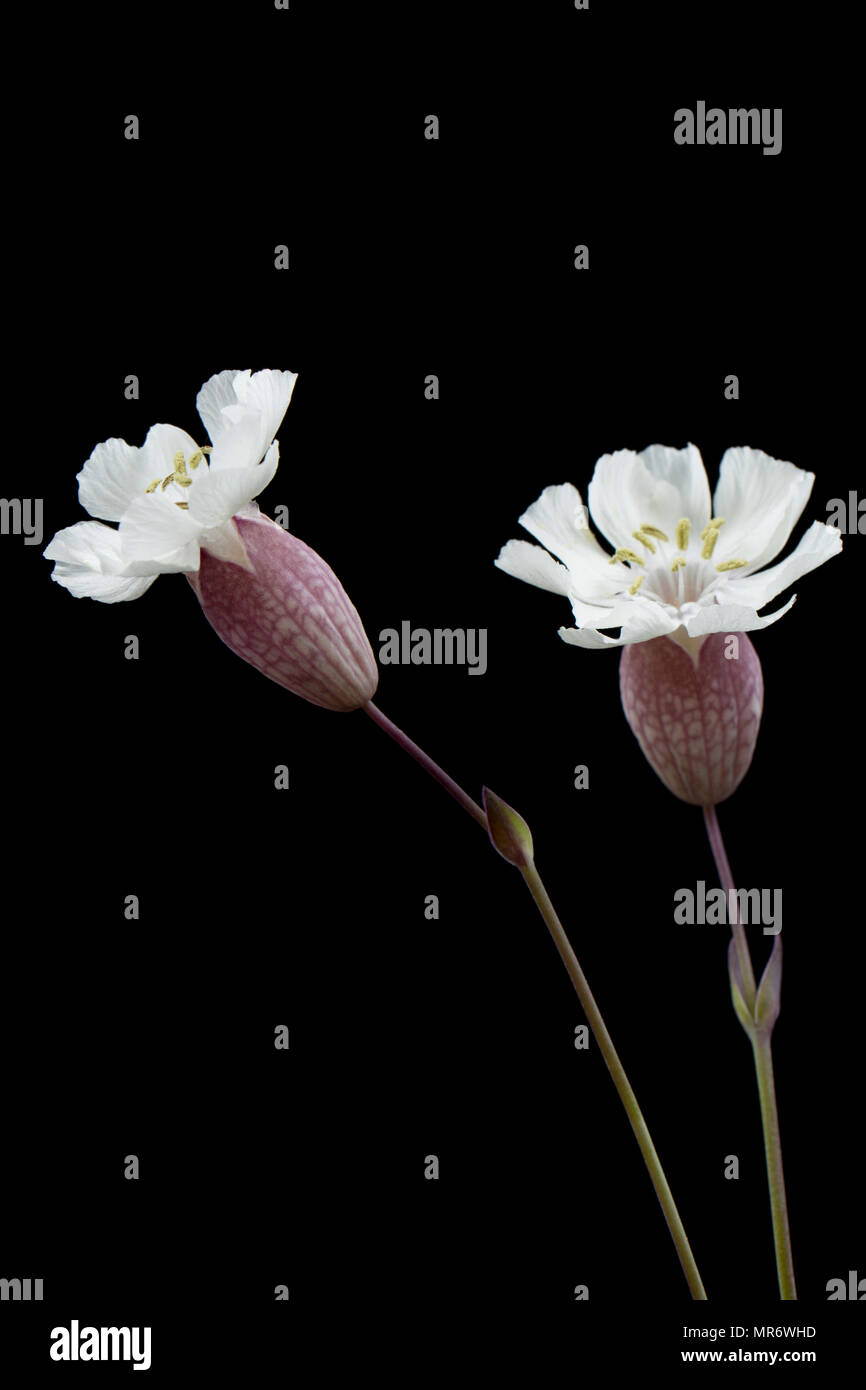 Mare campion, Silene uniflora, trovato crescente dietro Chesil Beach vicino all'isola di Portland. Mare campion è un sale di piante tolleranti e può essere trovato su ro Foto Stock