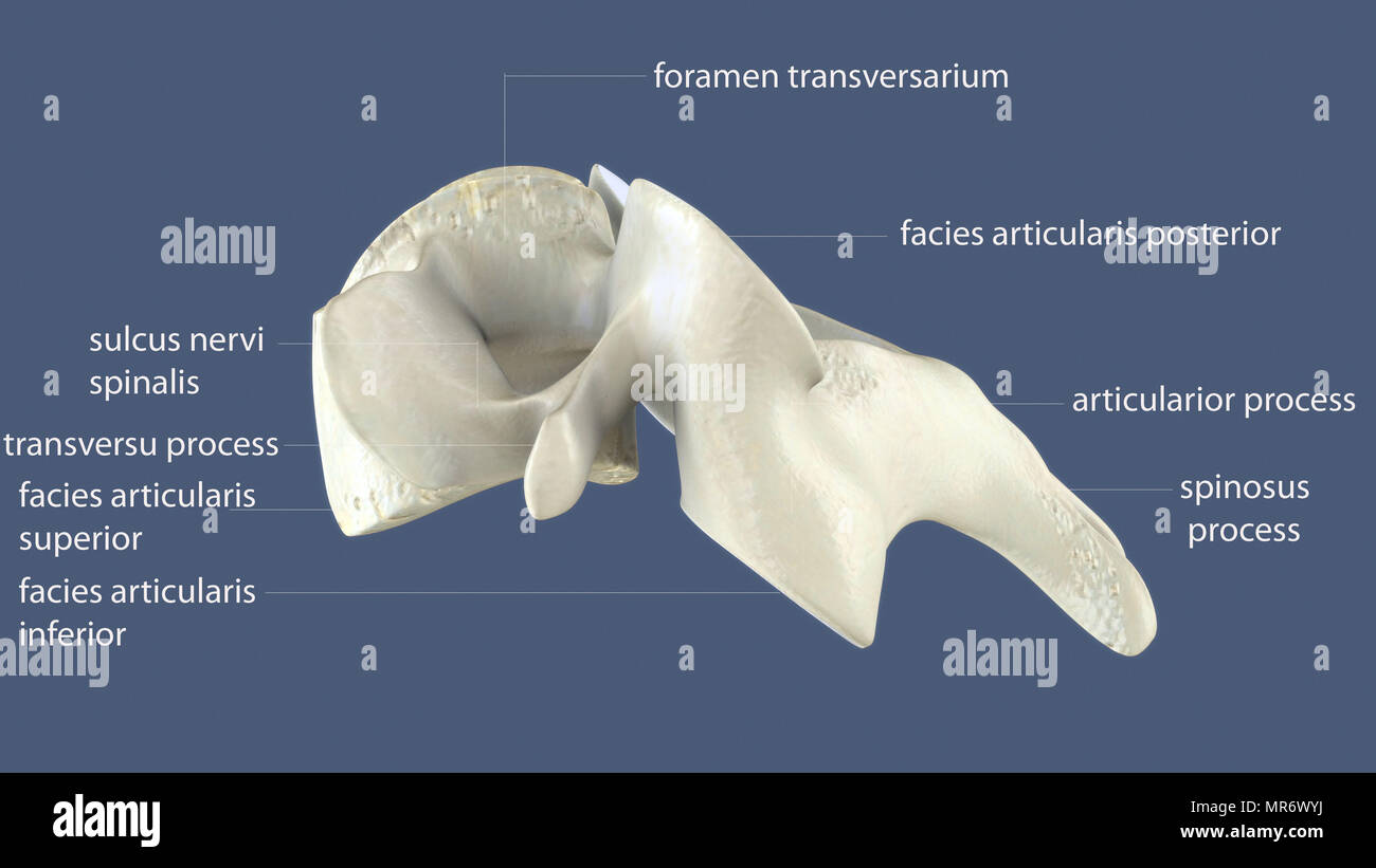 rendering 3d dell'anatomia ossea dello scheletro umano Foto Stock