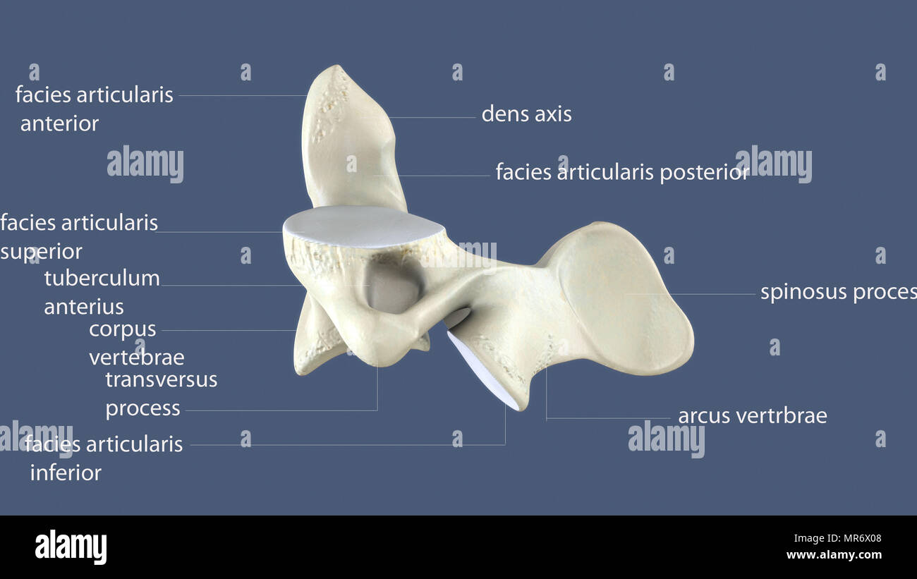 rendering 3d dell'anatomia ossea dello scheletro umano Foto Stock