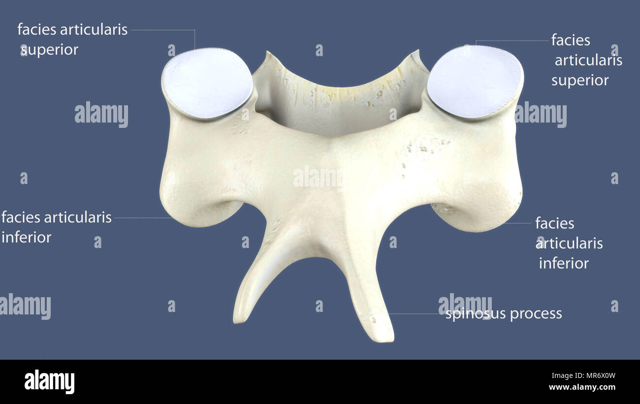 rendering 3d dell'anatomia ossea dello scheletro umano Foto Stock