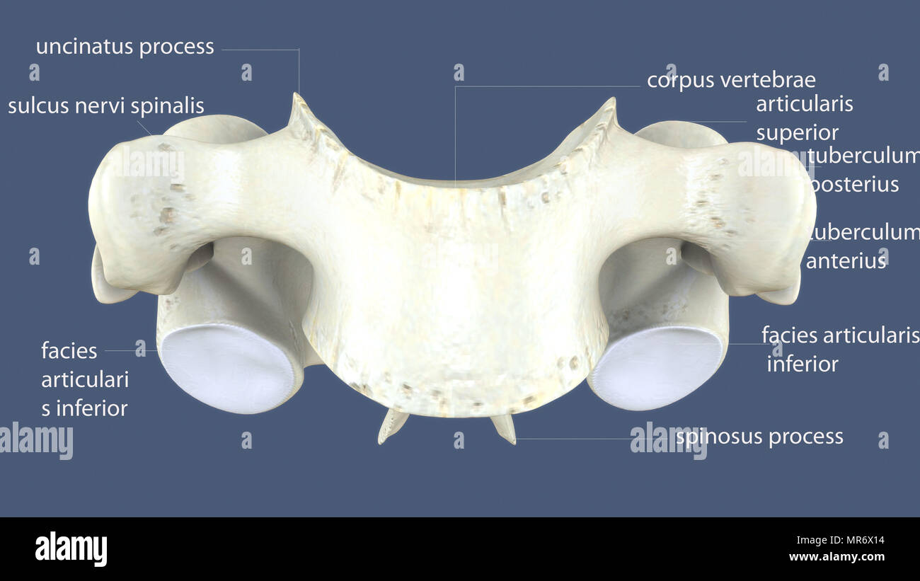 rendering 3d dell'anatomia ossea dello scheletro umano Foto Stock