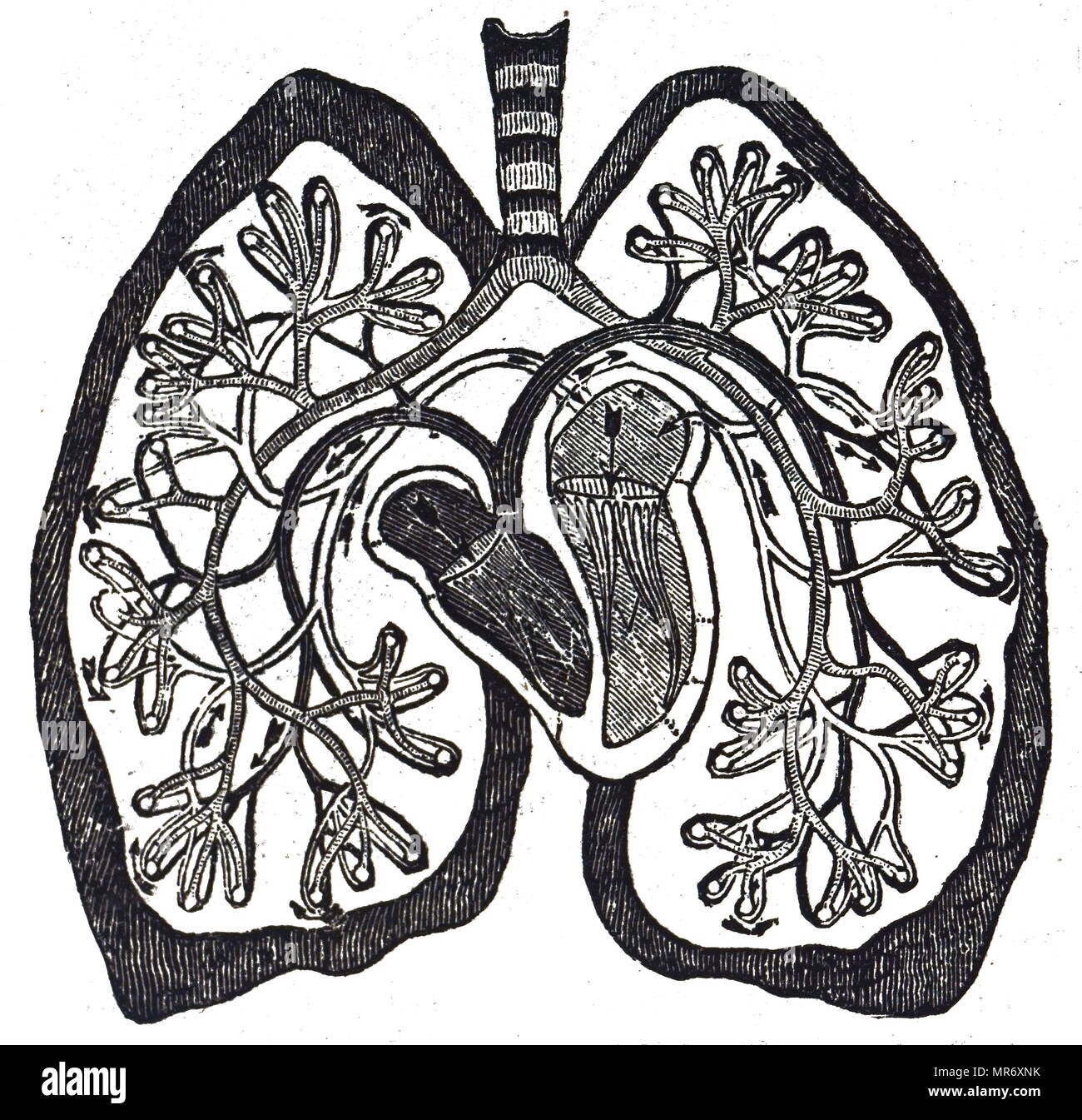 Schema di circolazione del sangue come inteso dopo William Harvey di lavoro, mostrando la minore circolazione (circolazione polmonare). Datata del XIX secolo Foto Stock