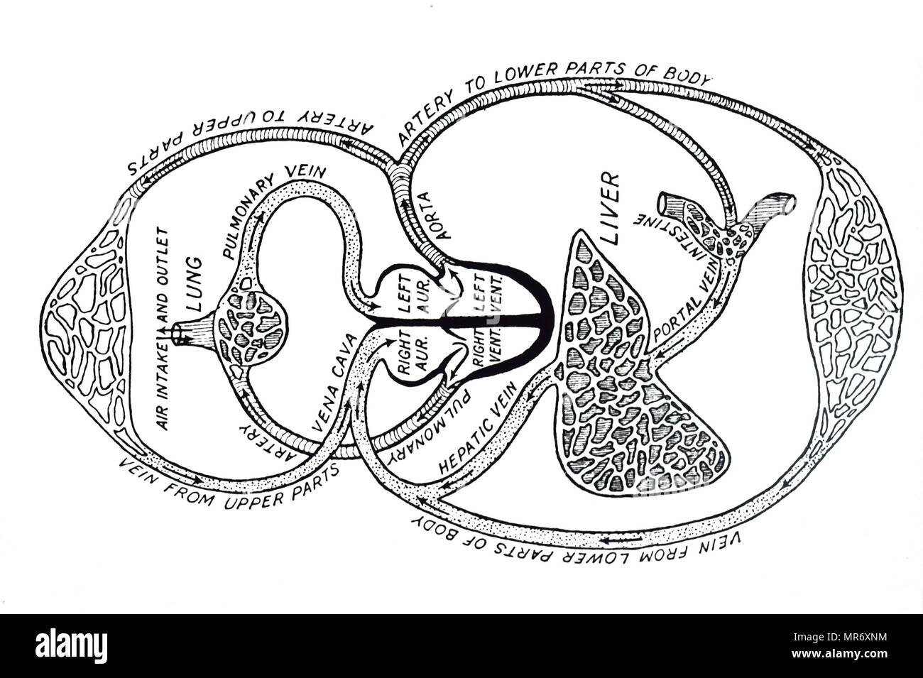 Schema di circolazione del sangue come inteso dopo William Harvey di lavoro, mostrando il sangue lasciando il ventricolo sinistro del cuore attraverso l'aorta e ritornando al cuore attraverso la vena cava a destra oreillette: ha ora completato il maggior circolazione. Si passa accanto al ventricolo destro e in arteria polmonare e si impegna il minore circolazione (circolazione polmonare) e ritorna al cuore al padiglione auricolare sinistro. William Harvey (1578-1657) un medico inglese che hanno reso i contributi seminale di anatomia e fisiologia. In data xx secolo Foto Stock