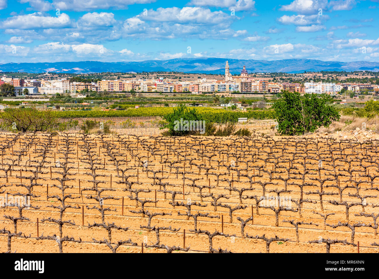 Vigneto di Cheste Spagna Foto Stock