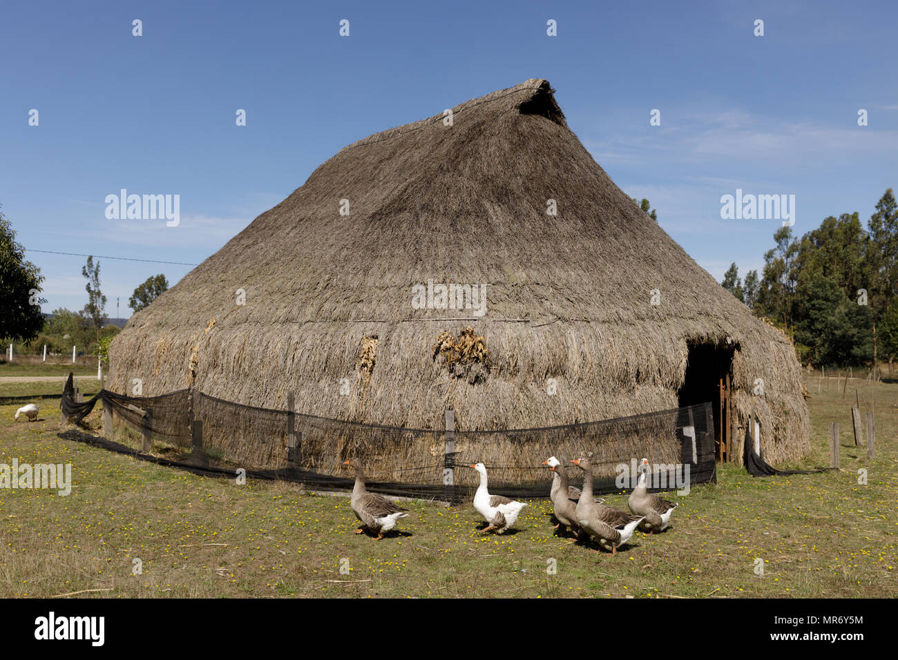 Cholchol, La Araucania, Cile: Tradizionale Mapuche sterpaglia comunale abitazione, chiamato a Ruka. Foto Stock
