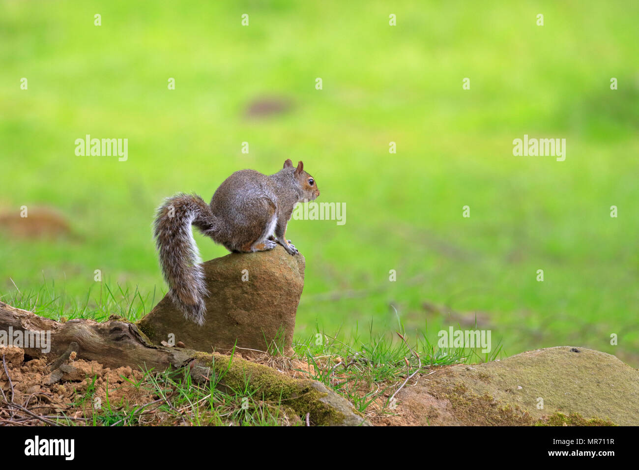Orientale scoiattolo grigio o di scoiattolo grigio, Sciurus carolinensis seduto su una pietra, Colomba pietra vicino a Oldham, Greater Manchester, Inghilterra, Regno Unito. Foto Stock