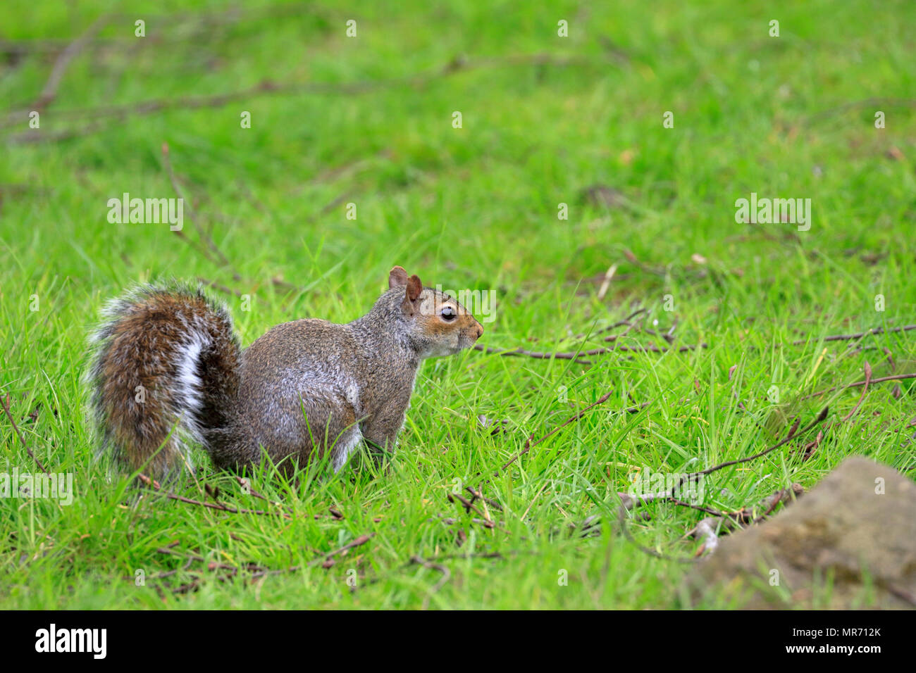 Orientale scoiattolo grigio o di scoiattolo grigio, Sciurus carolinensis, Colomba pietra vicino a Oldham, Greater Manchester, Inghilterra, Regno Unito. Foto Stock