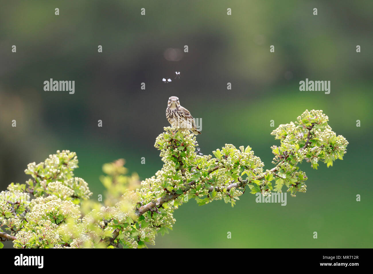 Prato, Pipit Anthus pratensis arroccato su di biancospino, Colomba di pietra, Greenfield, Greater Manchester, Inghilterra, Regno Unito. Foto Stock