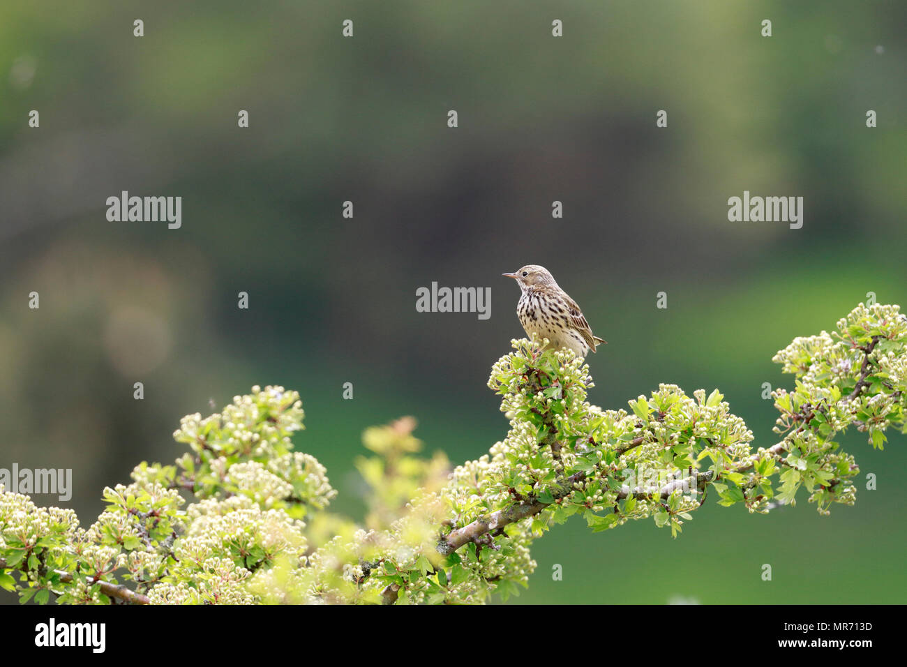 Prato, Pipit Anthus pratensis arroccato su di biancospino, Colomba di pietra, Greenfield, Greater Manchester, Inghilterra, Regno Unito. Foto Stock