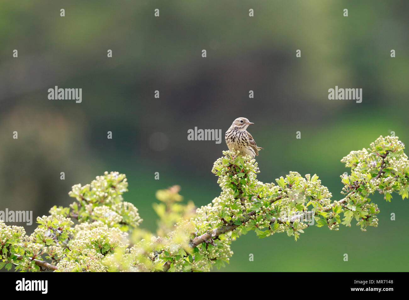 Prato, Pipit Anthus pratensis arroccato su di biancospino, Colomba di pietra, Greenfield, Greater Manchester, Inghilterra, Regno Unito. Foto Stock