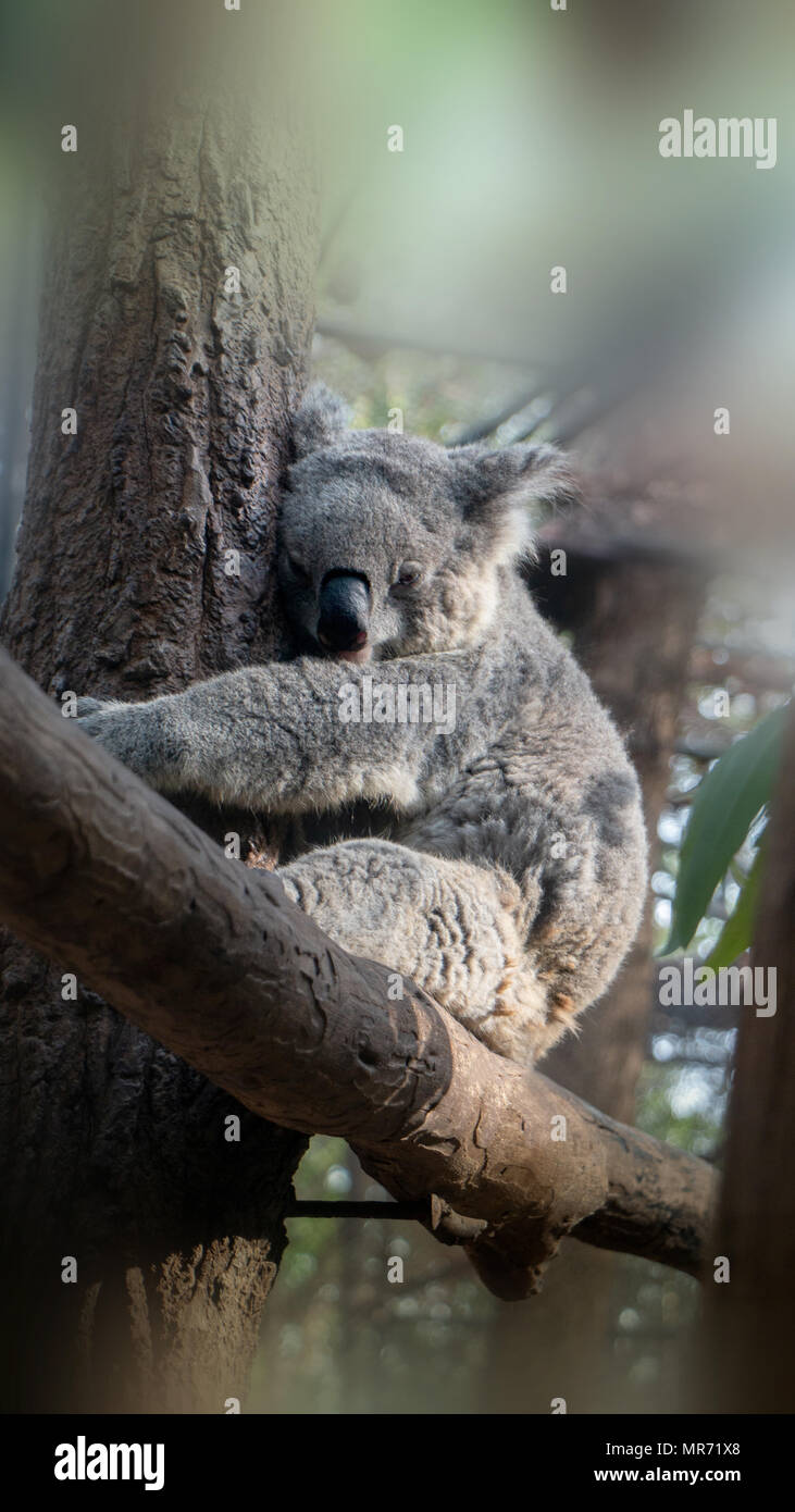 Australian Koala dorme sulla struttura ad albero . Sfocatura dello sfondo fuori fuoco. Foto Stock