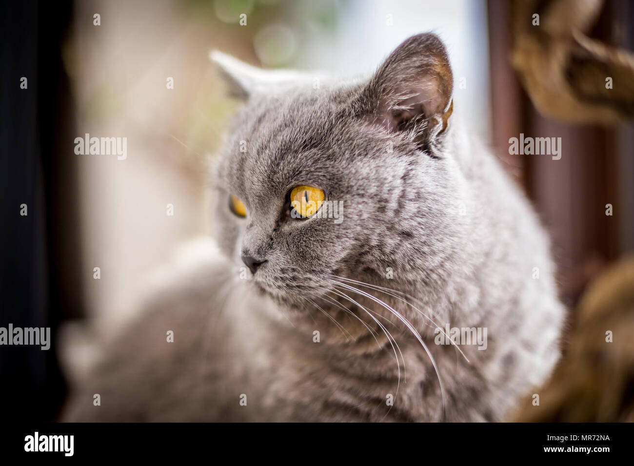 Ritratto di British Shorthair cat con blu e grigio pelliccia. Profondità di campo. Foto Stock