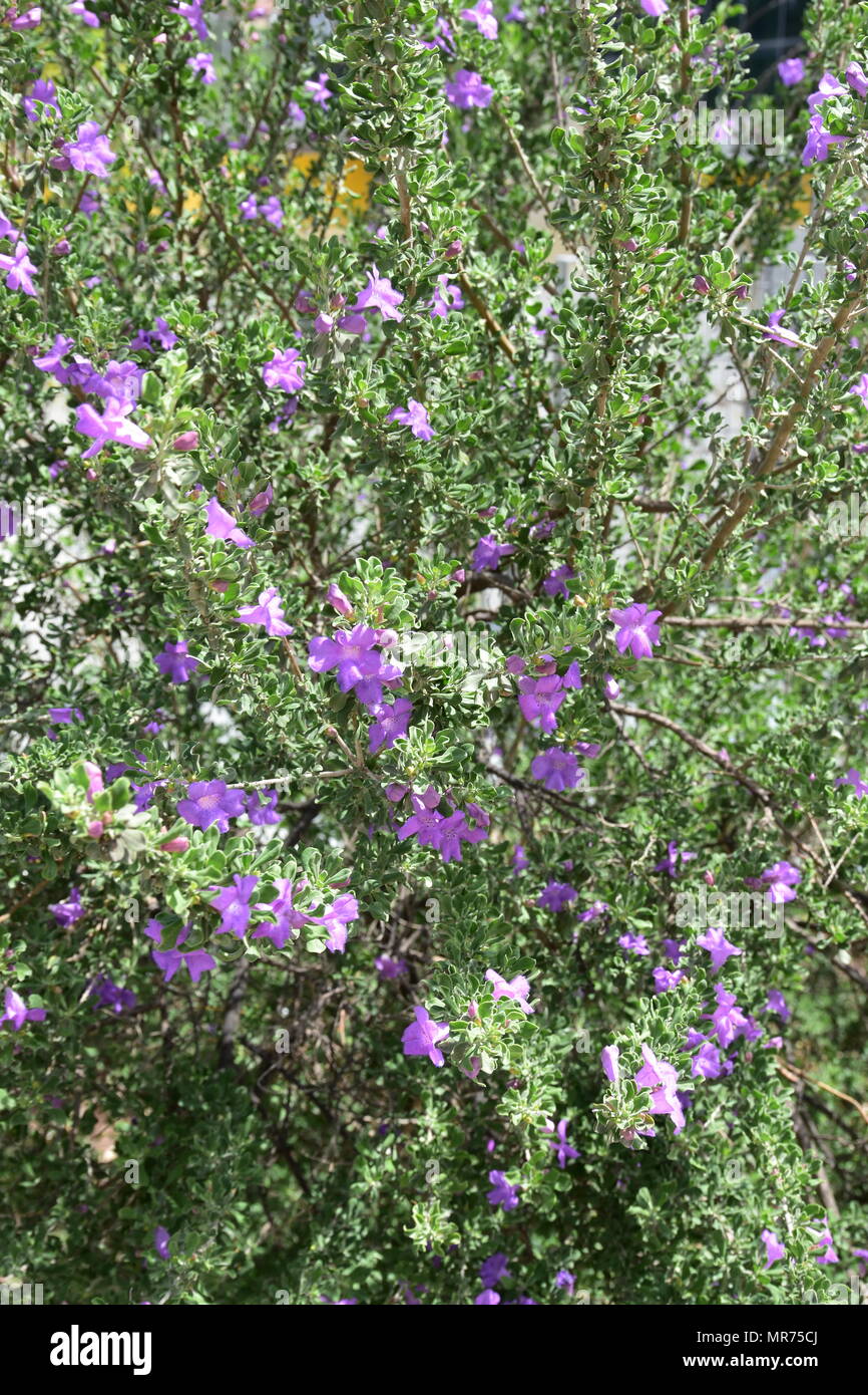 Fiori tra le verdi foglie. Foto Stock