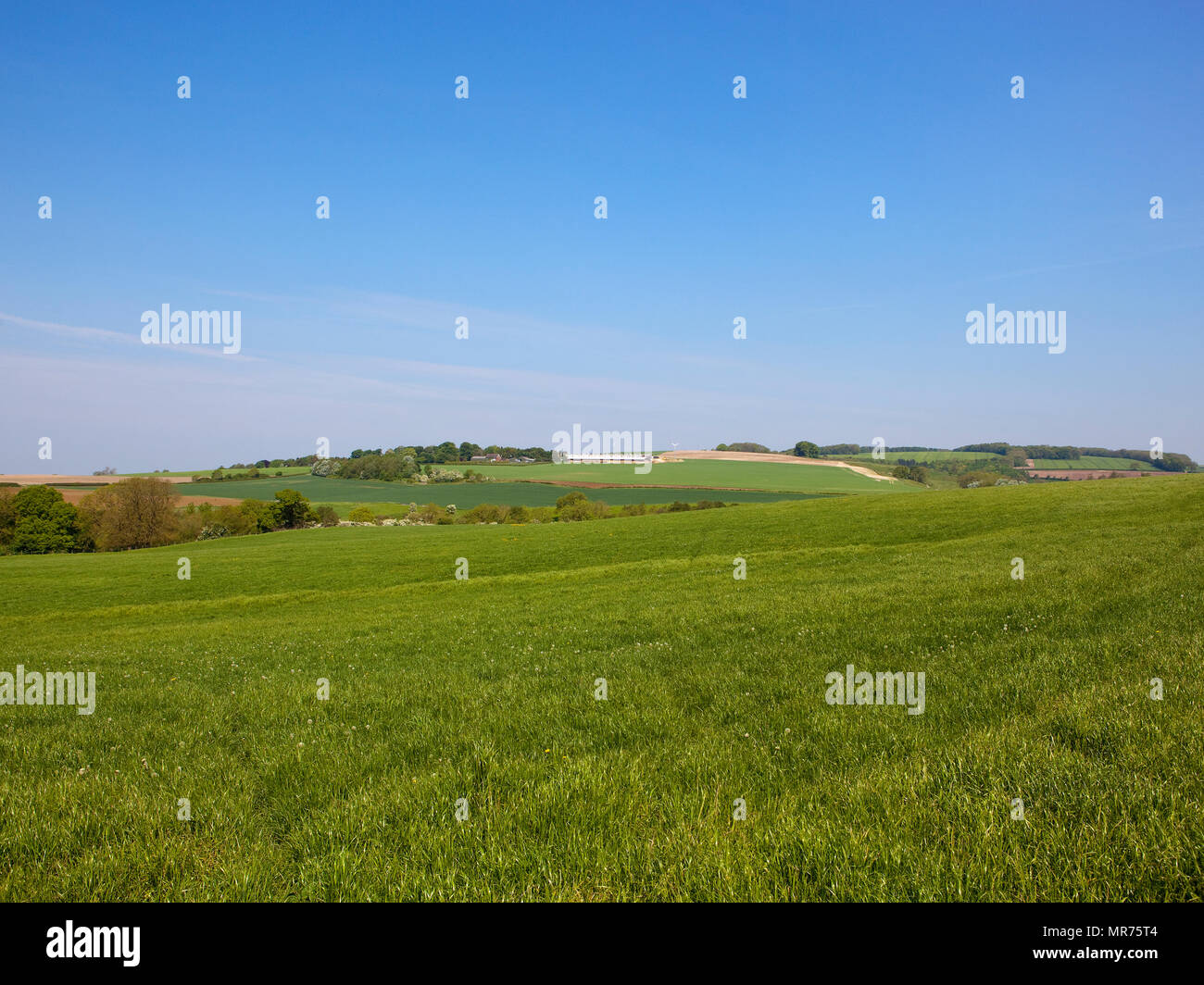 Il trifoglio prato con una siepe mista nella splendida campagna dello Yorkshire nelle vicinanze Wolds Fridaythorpe sotto un cielo blu in primavera Foto Stock