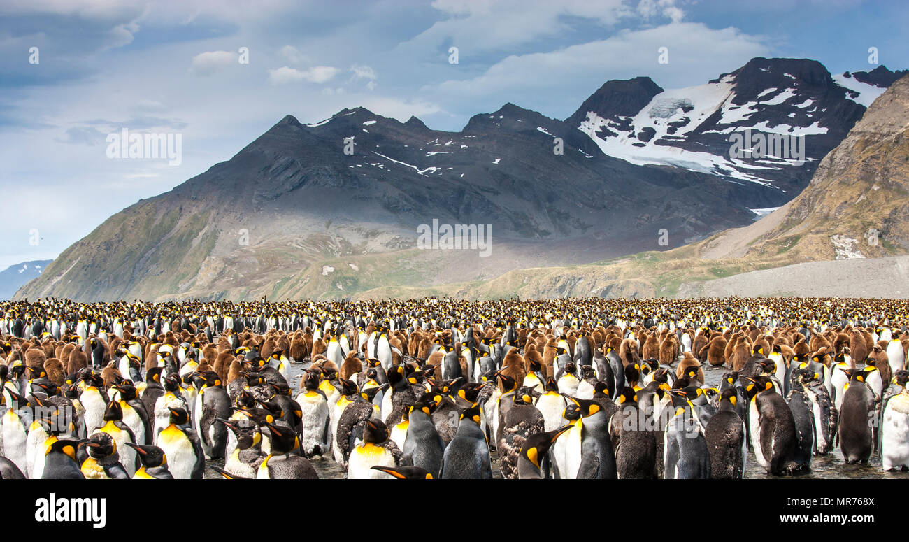 Pinguino reale colonia di allevamento in un'isola della Georgia del Sud Foto Stock