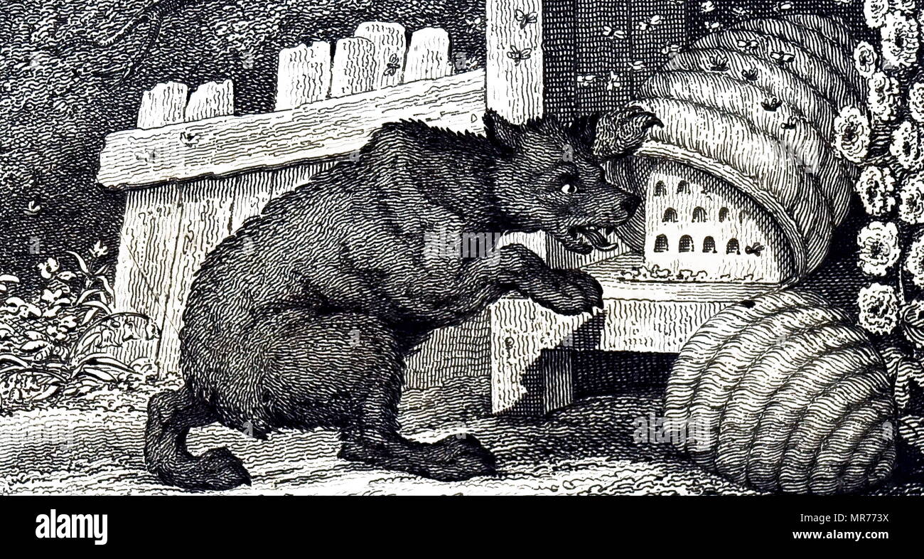 Incisione raffigurante un orso rovinare un alveare. Datata del XIX secolo Foto Stock