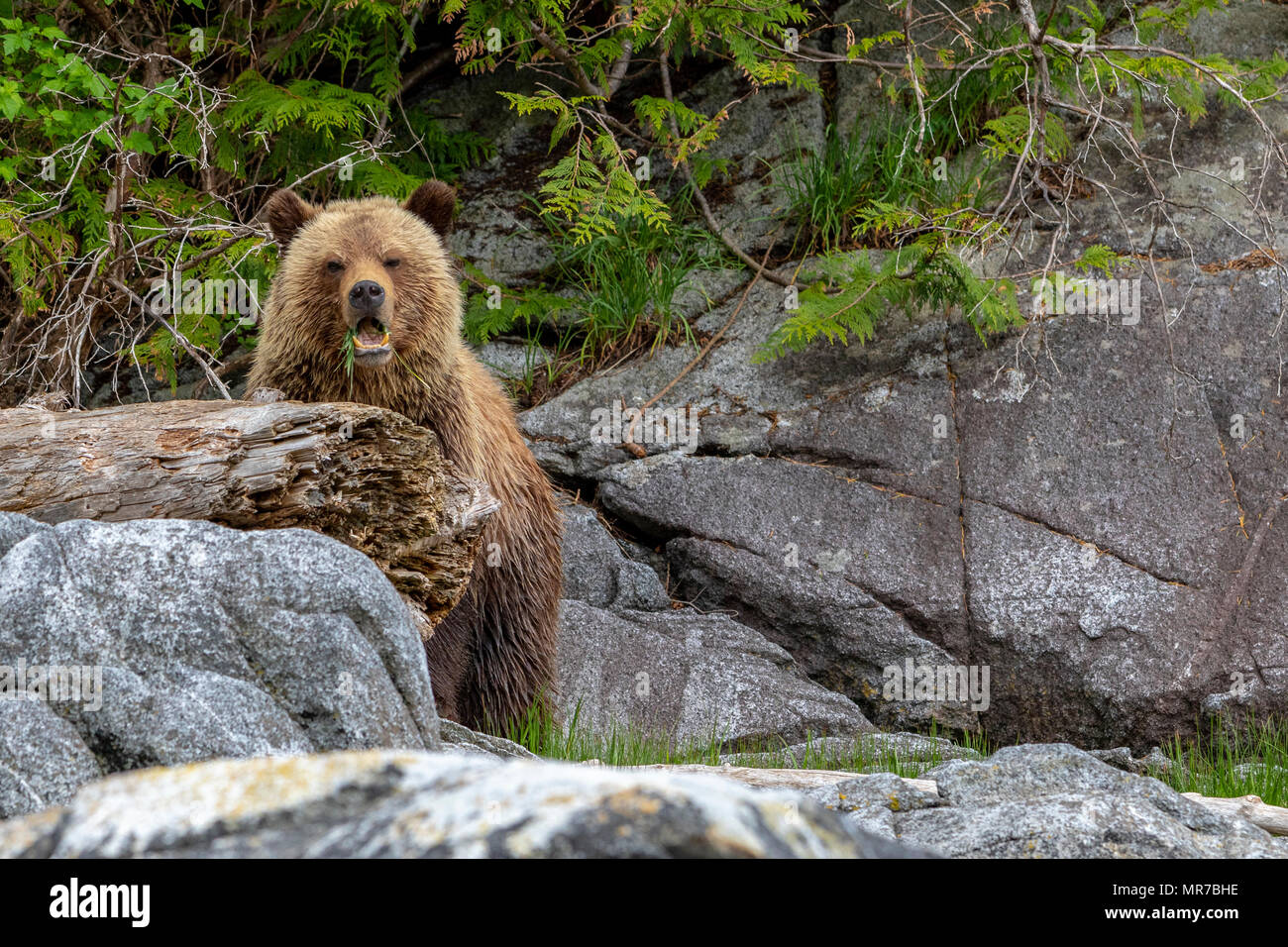 Orso grizzly cavaliere in ingresso. La British Columbia, Canada Foto Stock