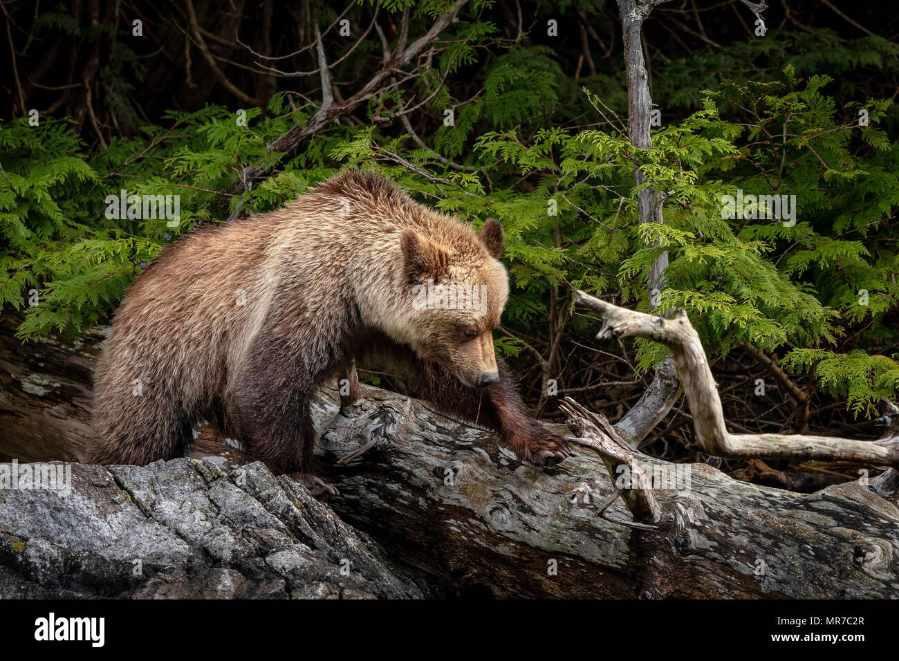 Orso grizzly foraggio a bassa marea lungo il tideline in ingresso del cavaliere, Prime Nazioni Territorio, British Columbia, Canada Foto Stock