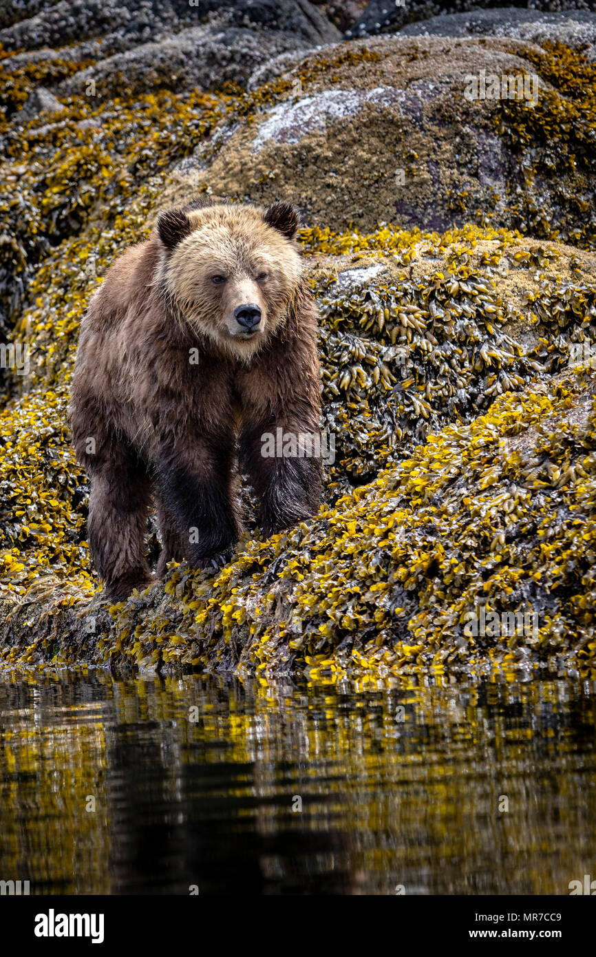 Orso grizzly foraggio a bassa marea lungo il tideline in ingresso del cavaliere, Prime Nazioni Territorio, British Columbia, Canada Foto Stock