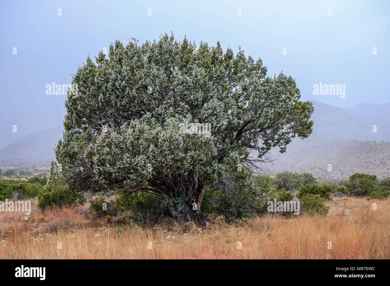 Juniperus deppeana pesante con i frutti di bosco nei pressi di Manazinta molla nel Parco Nazionale delle Montagne Guadalupe. Culberson County, Texas, Stati Uniti d'America. Foto Stock