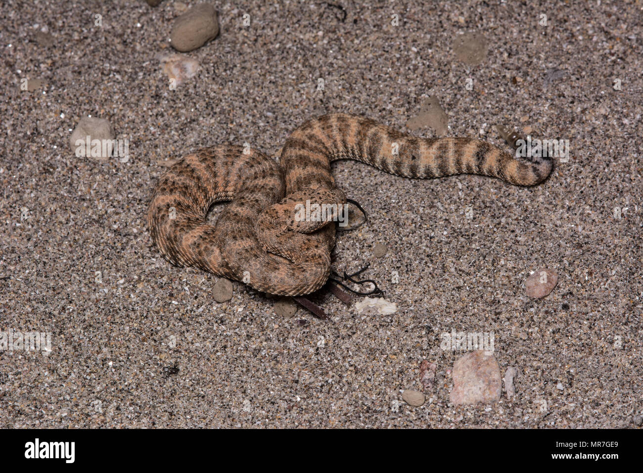 Isla Piojo Rattlesnake (Crotalus thalassoporus) da isla Piojo, Baja California, Messico. Foto Stock