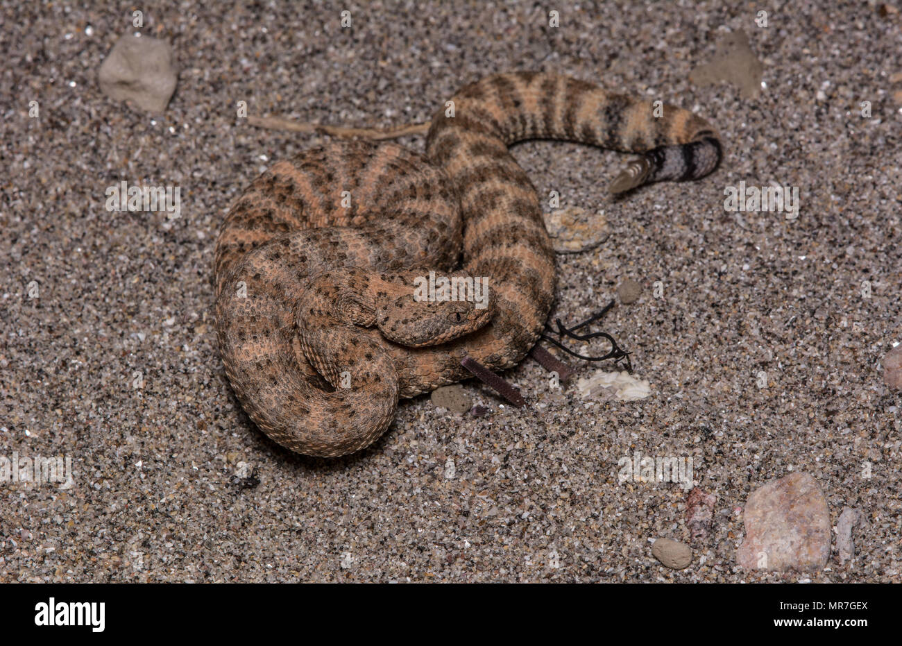 Isla Piojo Rattlesnake (Crotalus thalassoporus) da isla Piojo, Baja California, Messico. Foto Stock