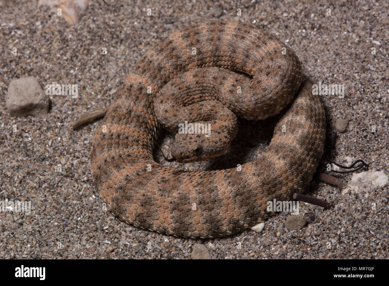 Isla Piojo Rattlesnake (Crotalus thalassoporus) da isla Piojo, Baja California, Messico. Foto Stock