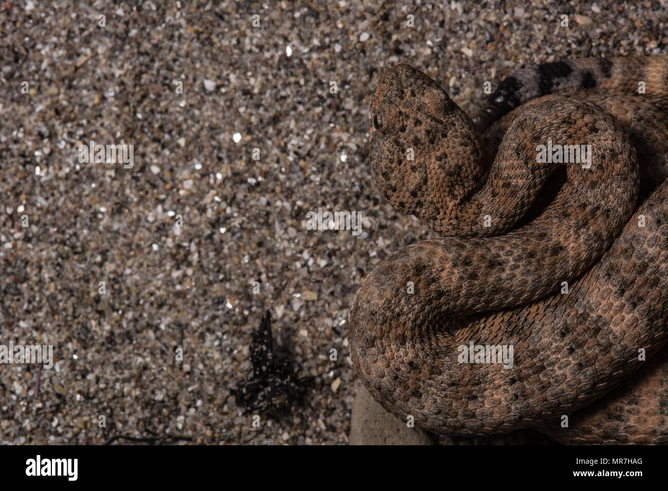 Isla Piojo Rattlesnake (Crotalus thalassoporus) da isla Piojo, Baja California, Messico. Foto Stock