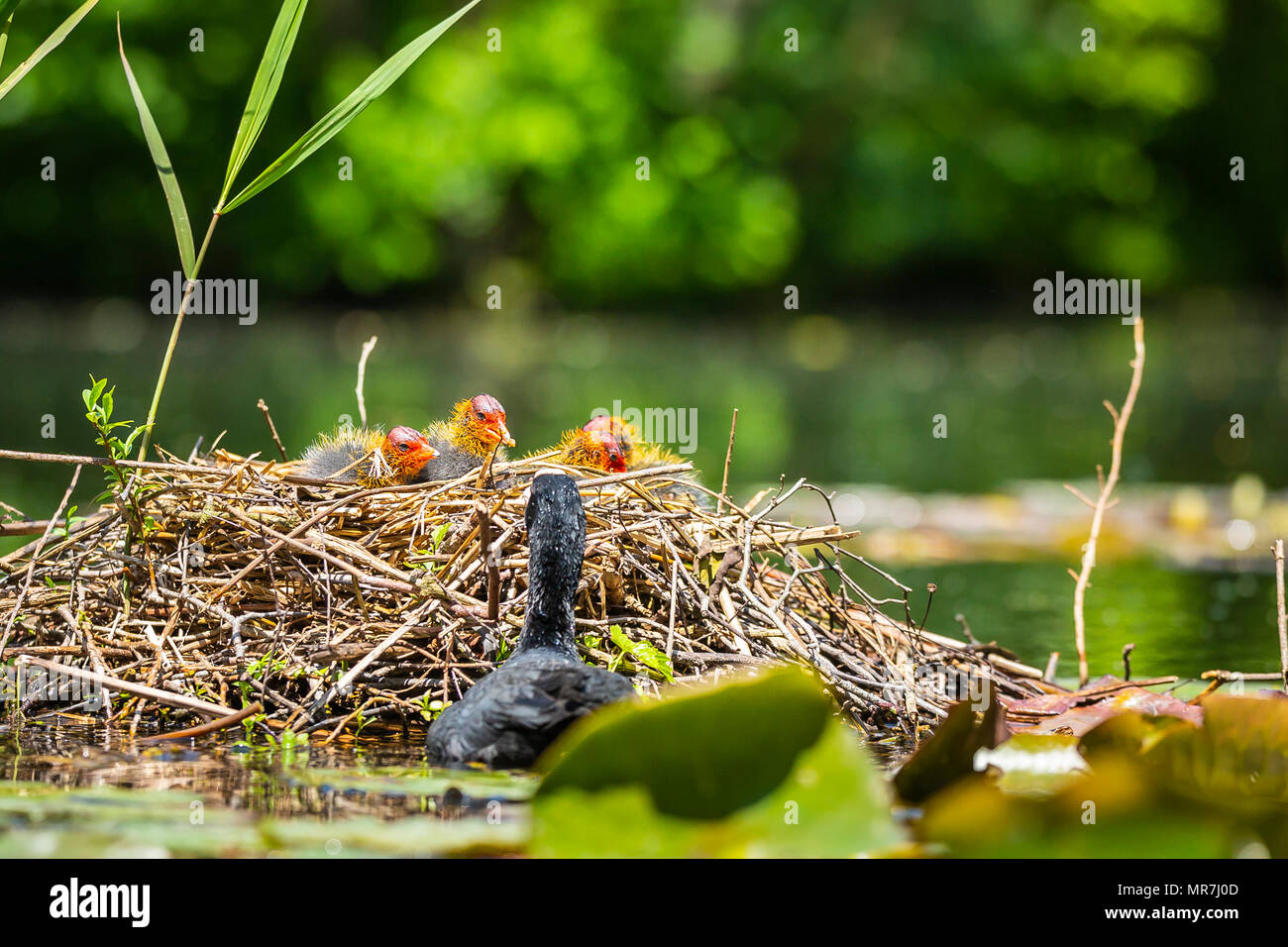 Primo piano di un nido con Eurasian coot, fulica atra, pulcini in un colorato e giornata di sole durante la molla essendo alimentato da un genitore. Basso punto di vista Foto Stock