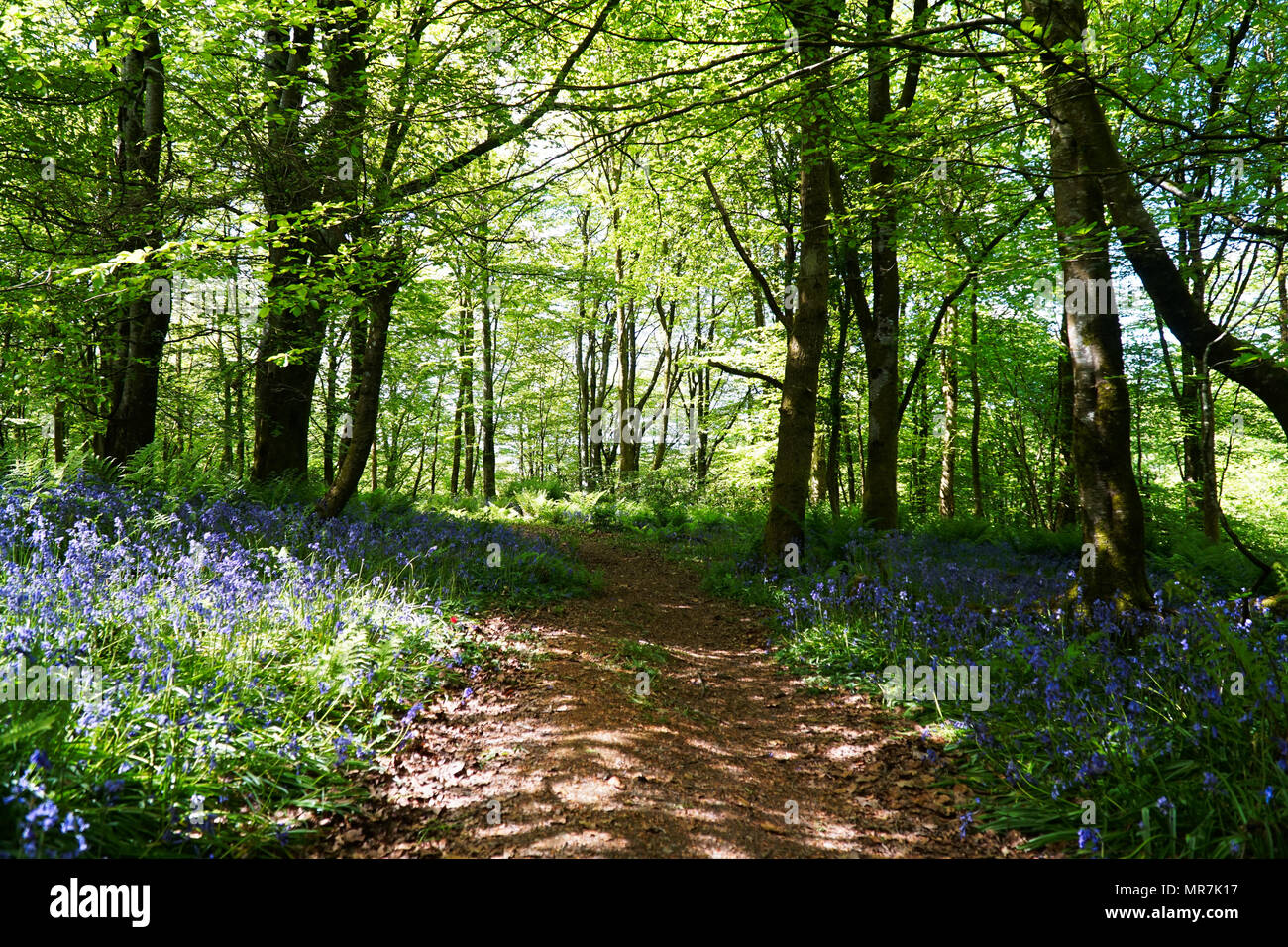 Blue Bells - percorso di foresta Foto Stock