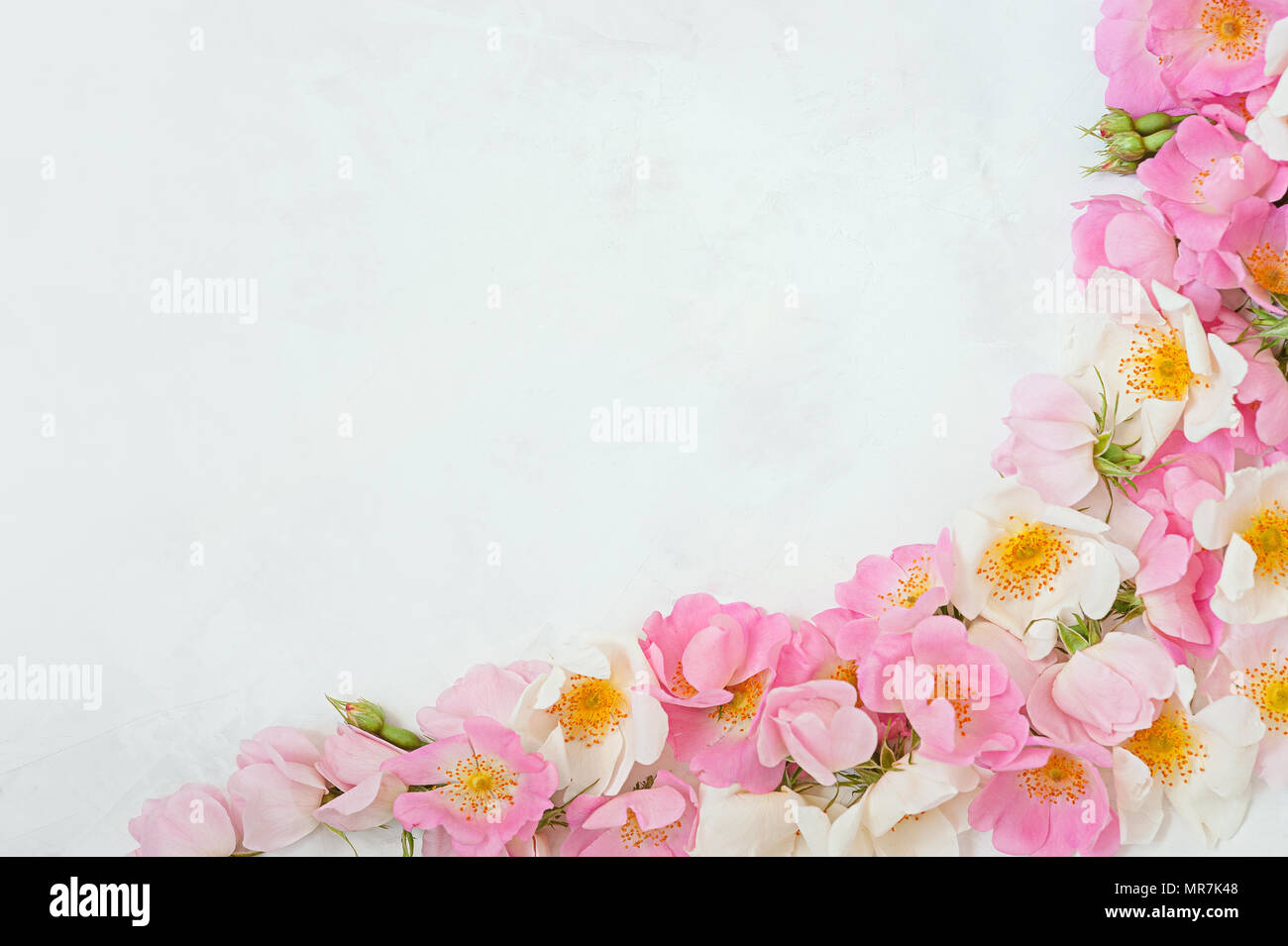 Fiore di telaio di frontiera fatta di rosa bouquet di rose su sfondo bianco. L'appartamento di laici che, vista dall'alto. Texture floreali dello sfondo. Foto Stock