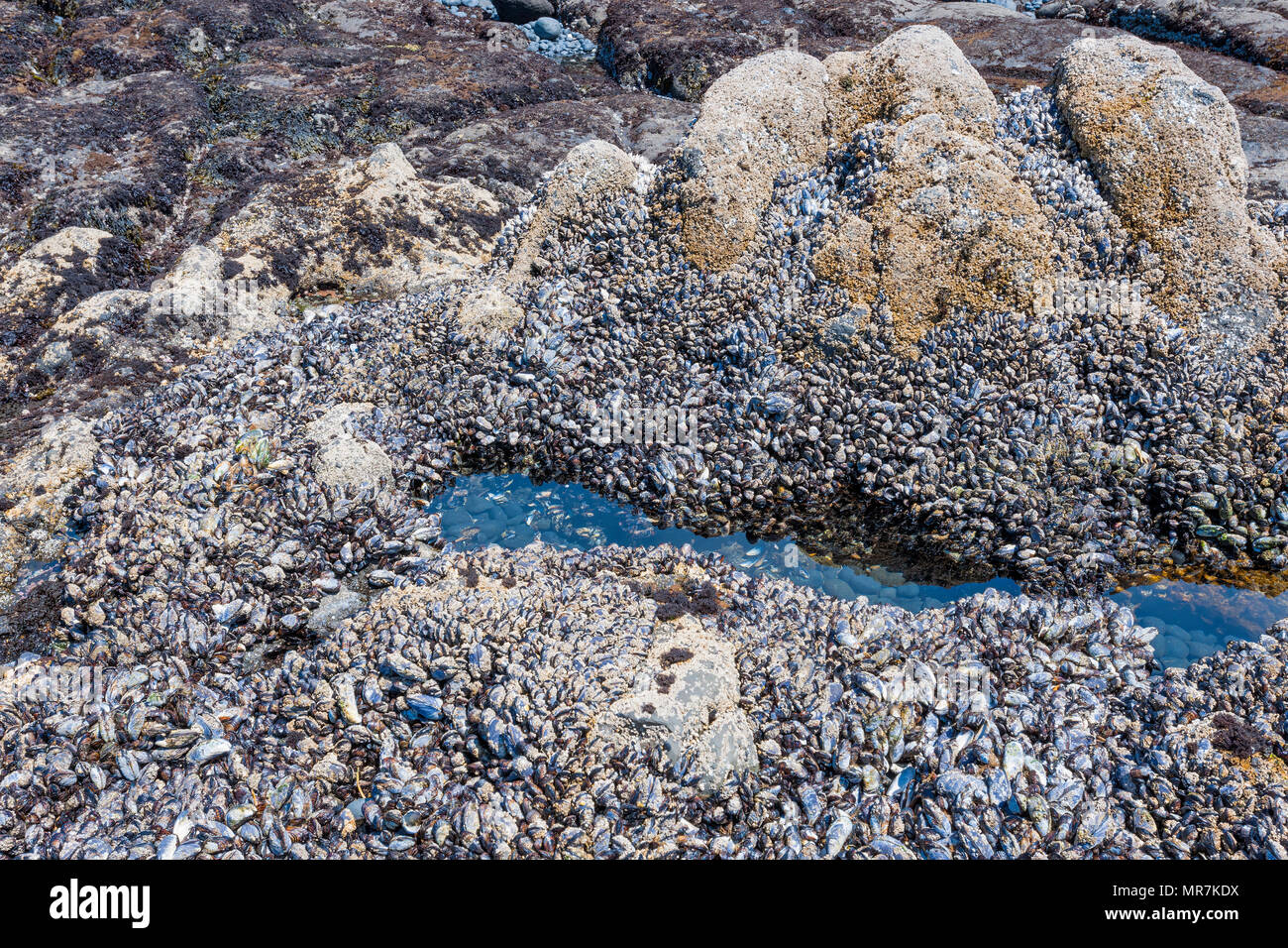 Primo piano di un letto di cozze e una piccola tidepool a Yaquina capo del Parco Statale di Newport Oregon Foto Stock