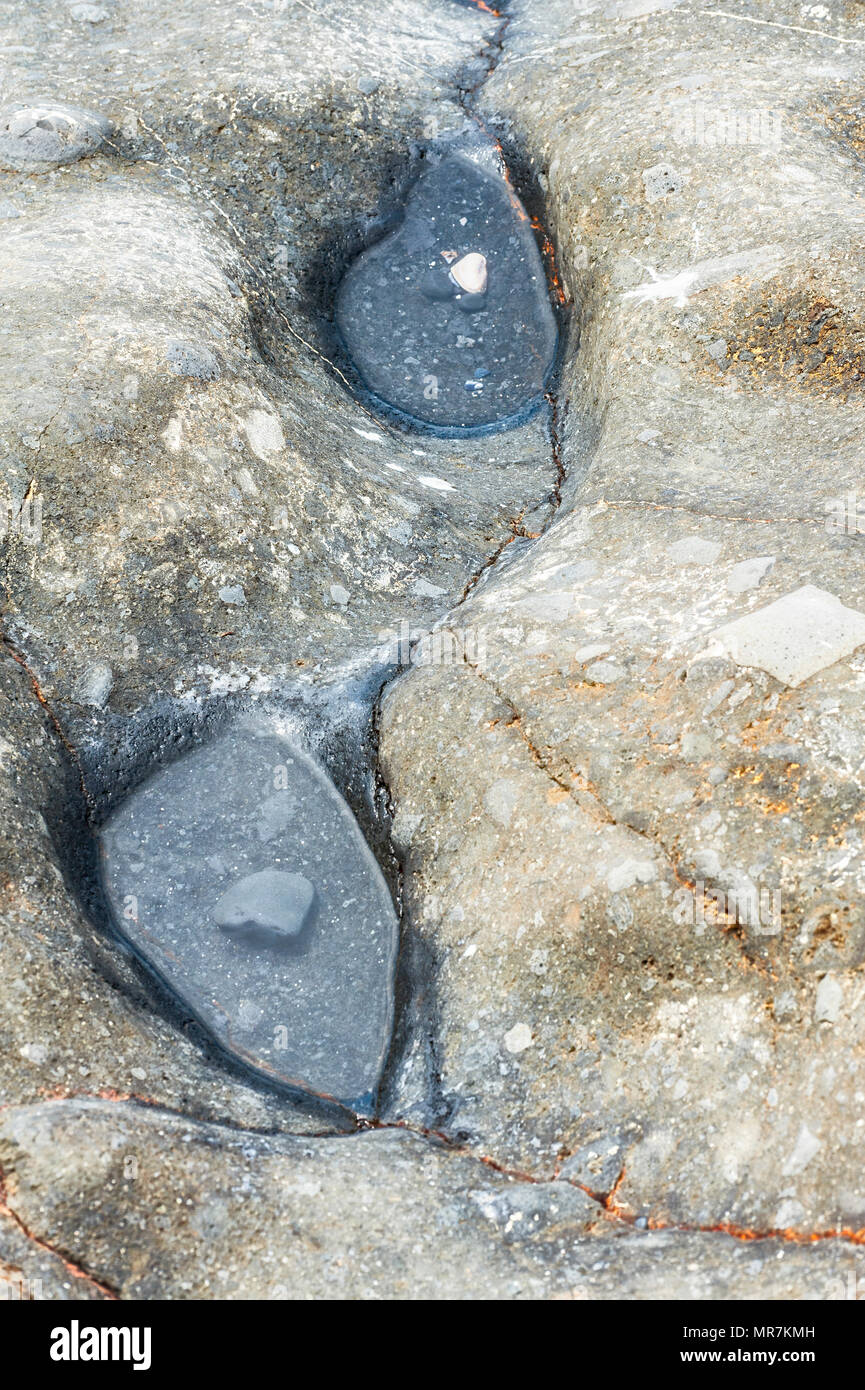 Primo piano della cavità naturale nella caratteristica geologica riempito con due di forma simile a ciottoli di spiaggia di ciottoli a Yaquina capo del Parco Statale di Newport, il minerale Foto Stock