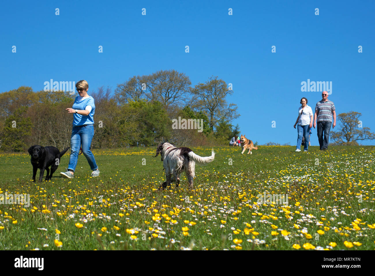 La gente a piedi il parco cani soleggiata giornata di primavera, Cornwall, Inghilterra, Regno Unito. Foto Stock