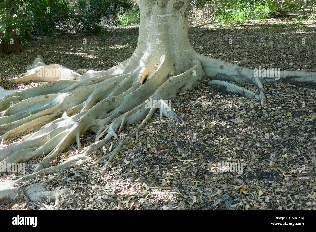 Un enorme albero con grosse radici esposte e per la maggior parte al di sopra del suolo. Molto decorativo Foto Stock