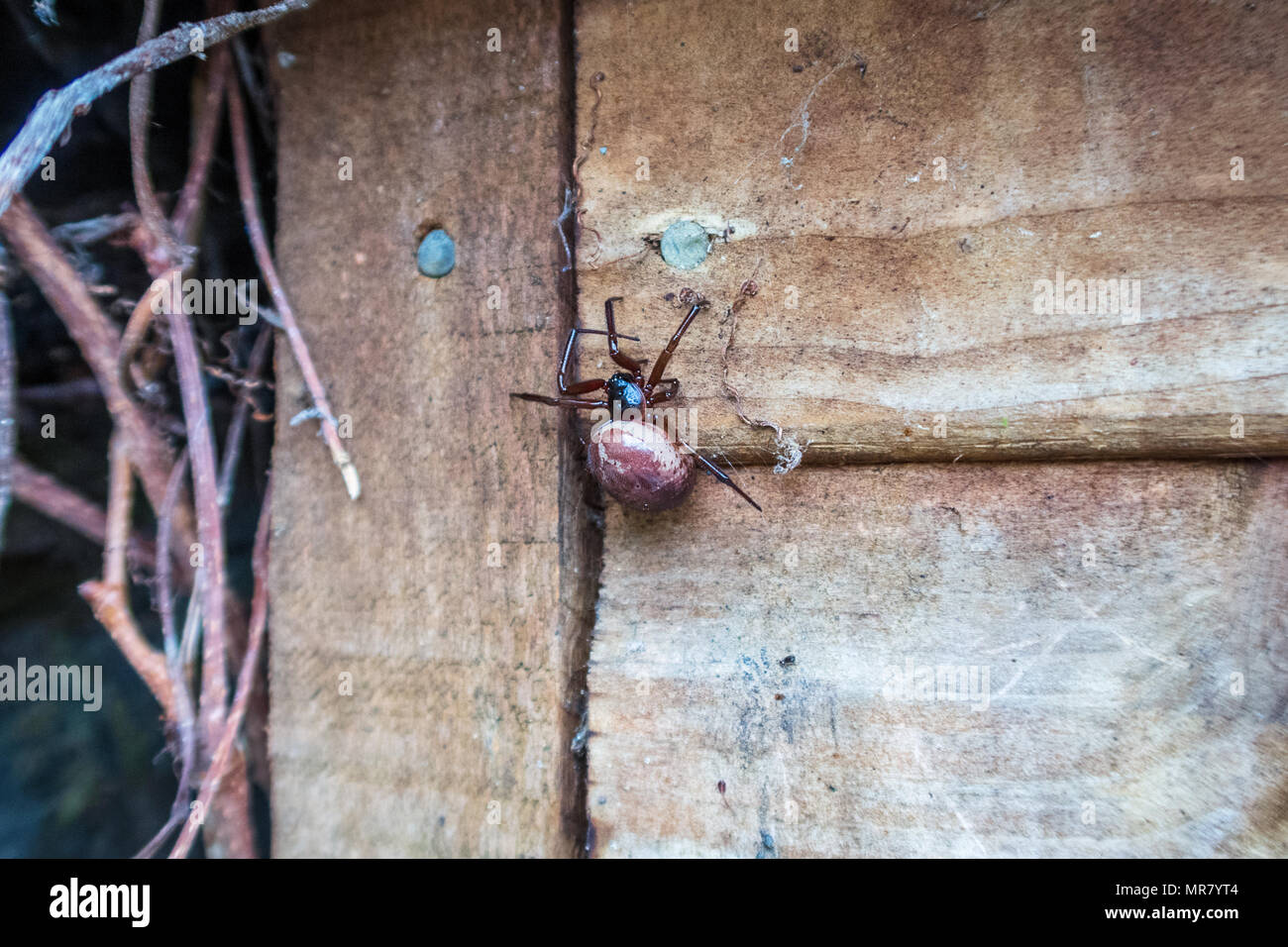 La gravidanza di una comunità giardino spider (Araneus diadematus) sul lato di una Tettoia da giardino in London, England, Regno Unito Foto Stock
