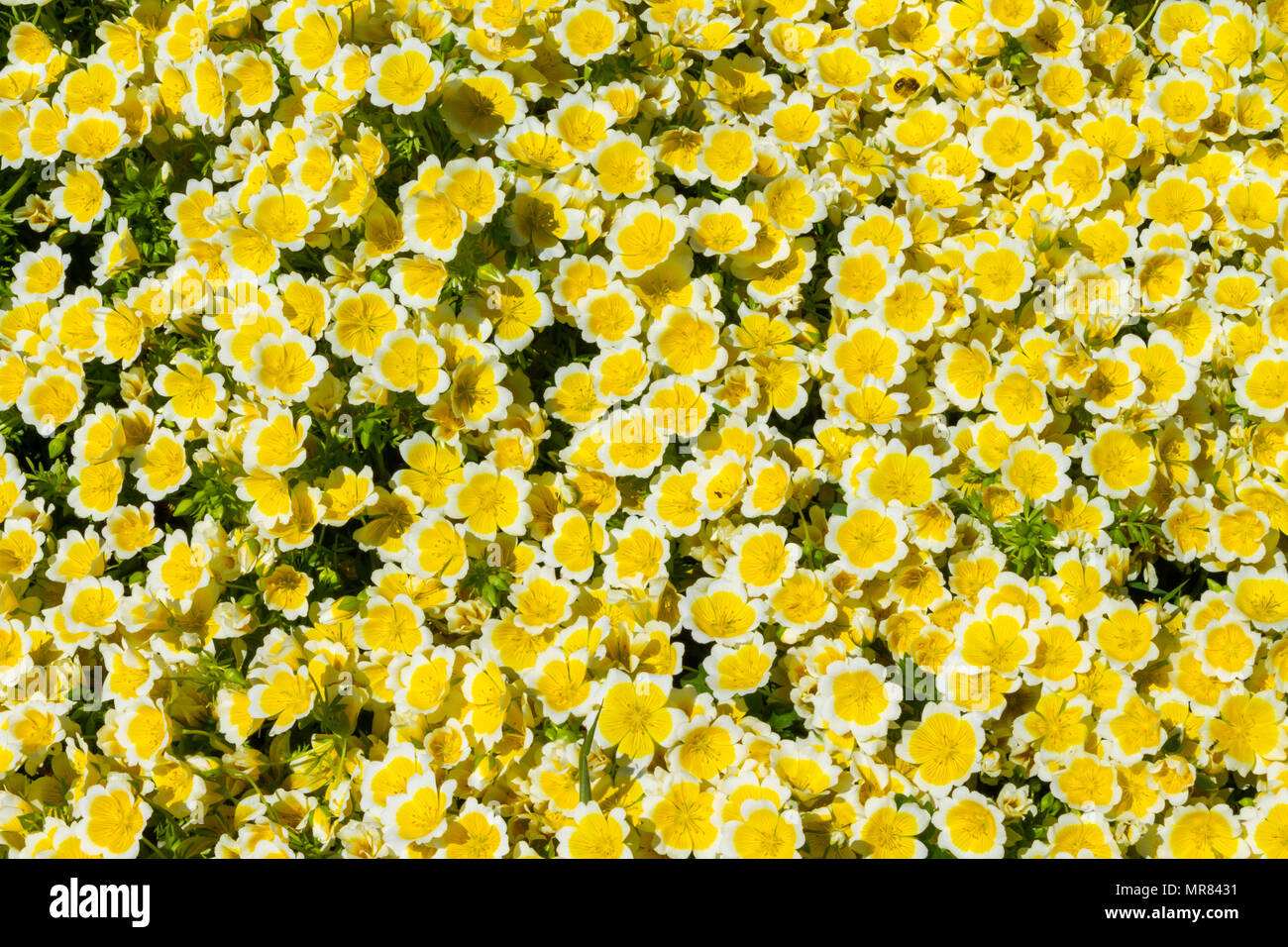 Uovo affogato impianto, Limnanthes douglasii copertura del terreno in grumi denso di colore giallo e con fiori di colore bianco per l'inizio dell'estate. Foto Stock