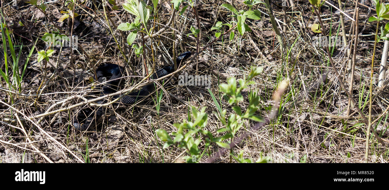 Little Black Viper Foto Stock