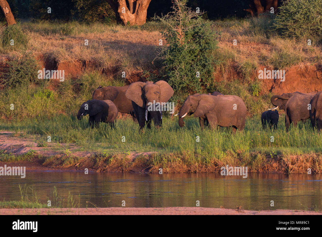 Una mandria di elefanti lungo il fiume Luvuvhu in Sud Africa Foto Stock