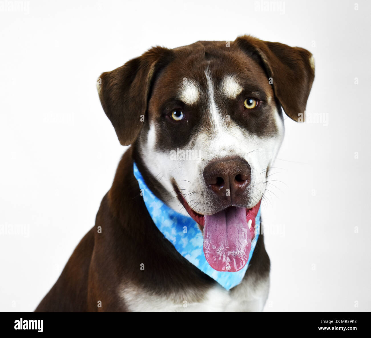 Brown Siberian Husky bianco su sfondo isolato Foto Stock
