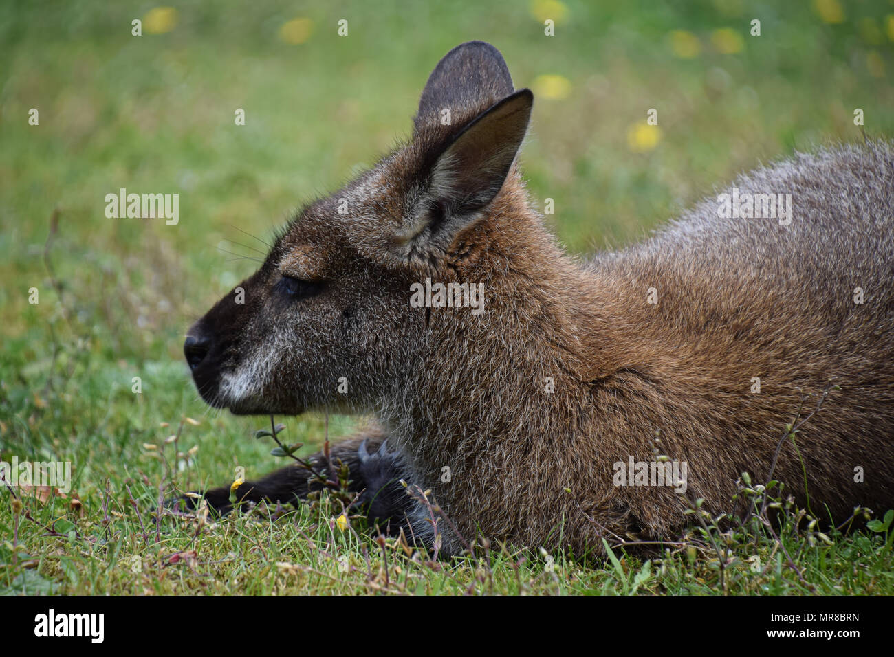 Wallaby in cattività Foto Stock