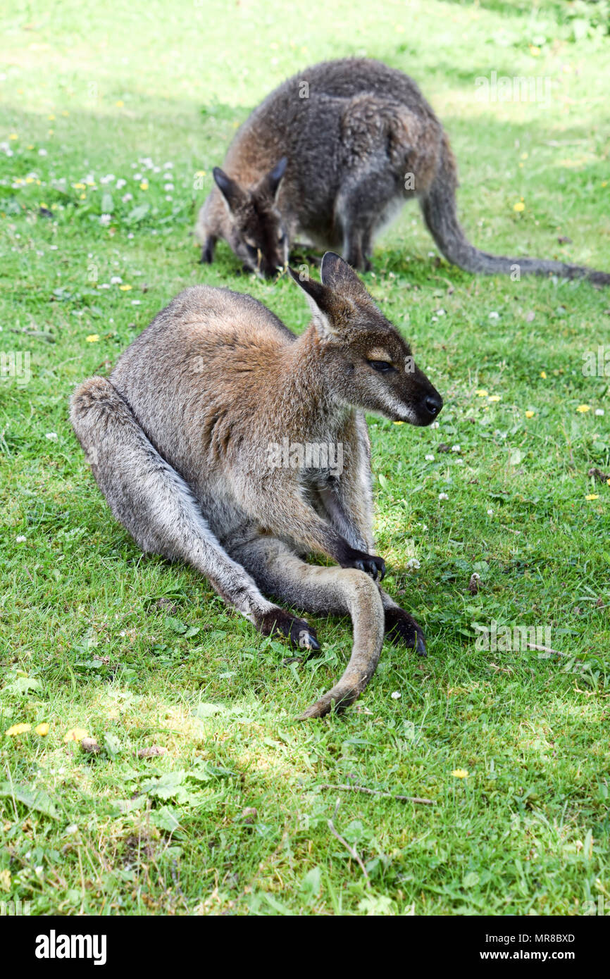 Wallaby in cattività Foto Stock