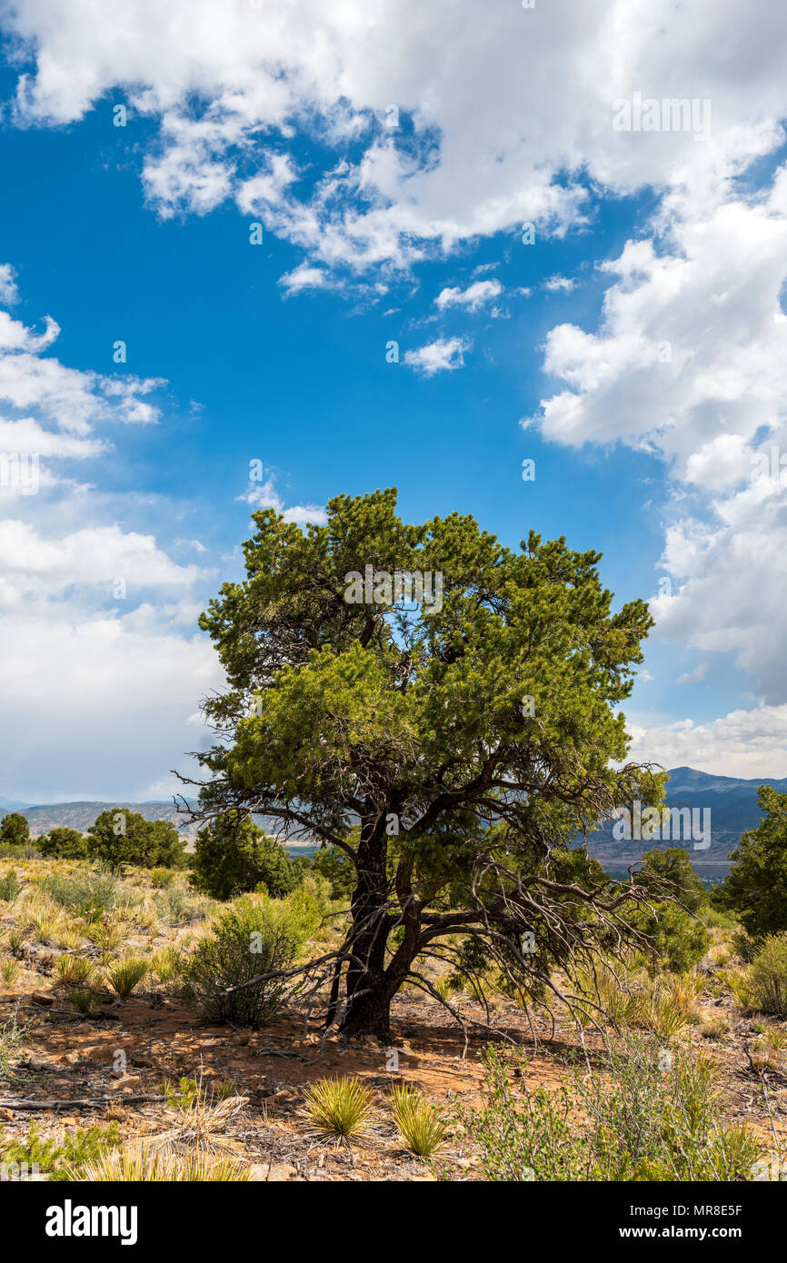 Pinon pino; montagne rocciose; Central Colorado; USA Foto Stock