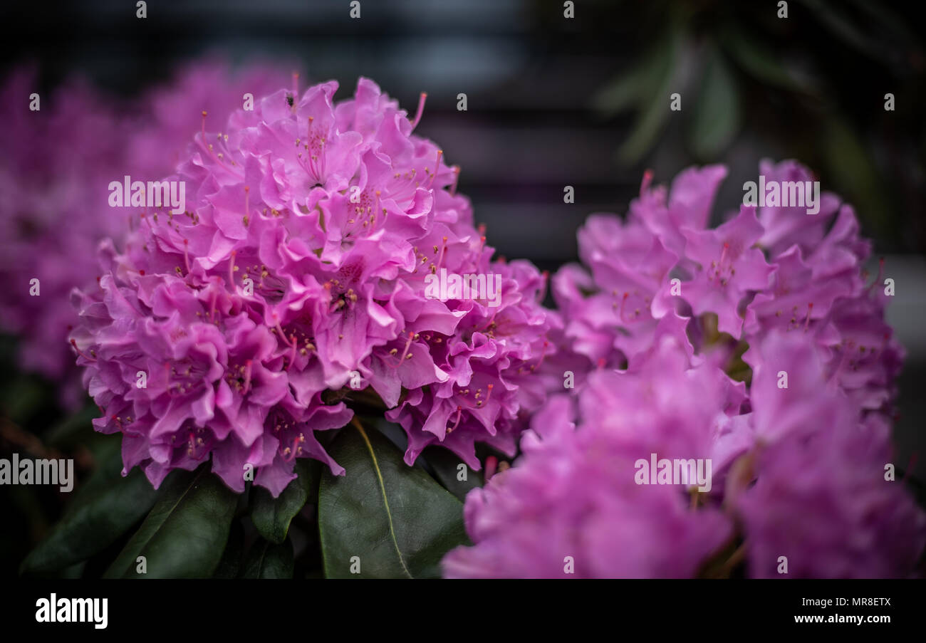 In fiore fiori di rododendro Foto Stock