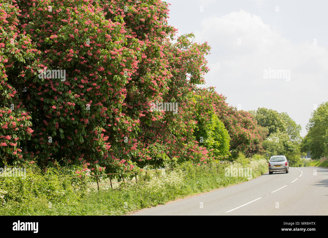 Red ippocastano, Aesculus x Carnea, crescente lungo il lato di una strada di campagna nel Somerset England Regno Unito GB. Red ippocastano è un ibrido tra hors Foto Stock