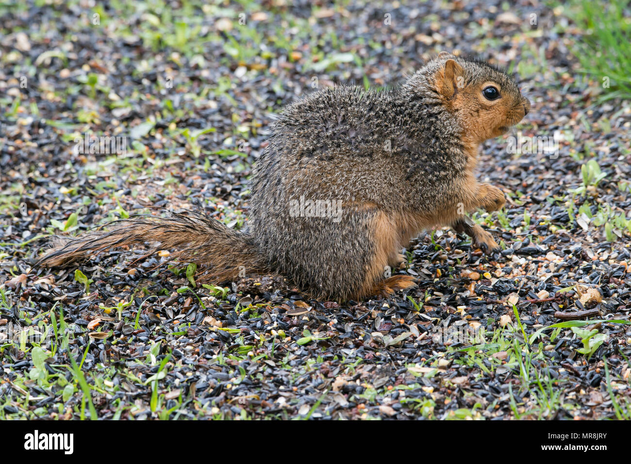 Eastern Fox Squirrel o Bryant's Fox scoiattolo (Sciurus niger) e America del Nord, da saltare Moody/Dembinsky Foto Assoc Foto Stock