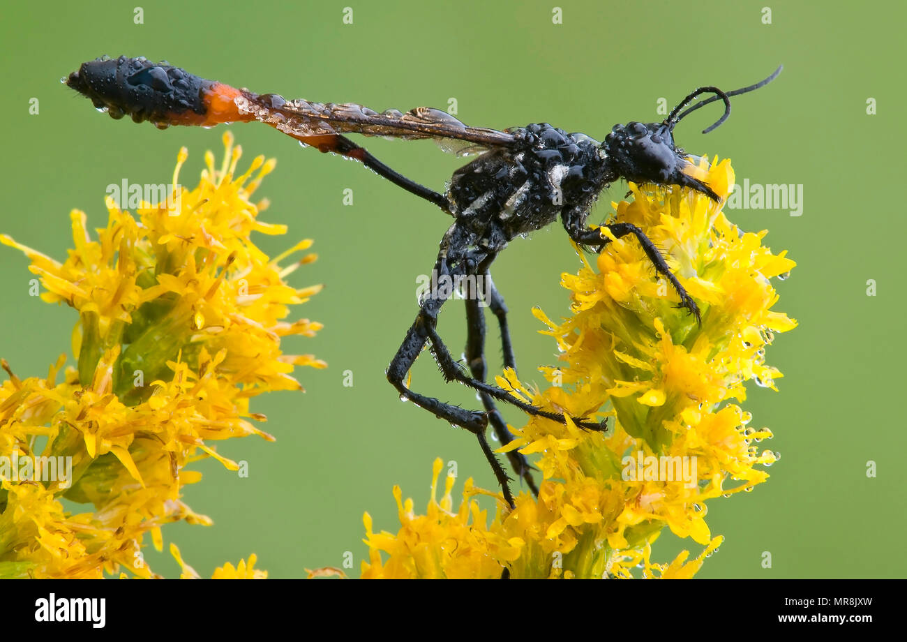 Thread-cintata Wasp (Ammophila procera) su oro (Solidago sp), E STATI UNITI D'AMERICA, da saltare Moody/Dembinsky Foto Assoc Foto Stock